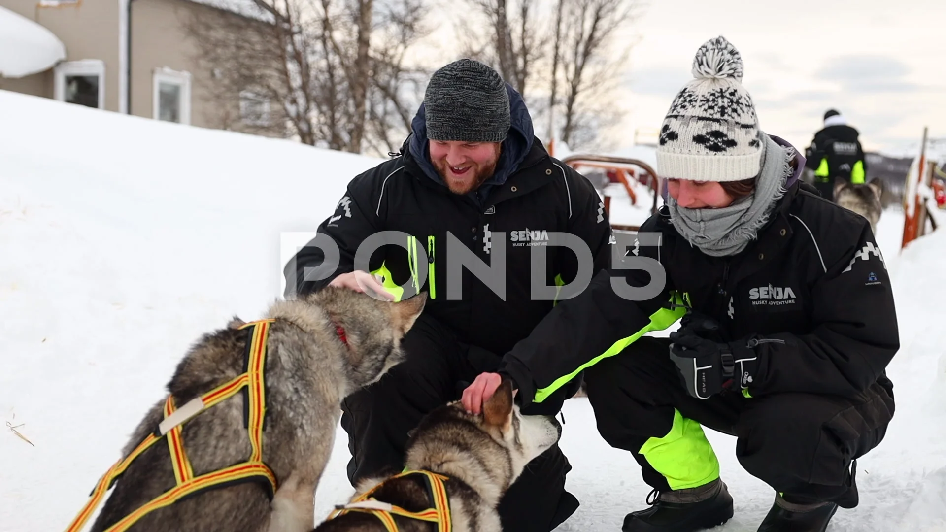 Dog Sledding Stock Footage Royalty Free Stock Videos Page 35