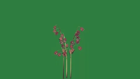Man Animated With Face On Green Screen Chroma Key Background Stock Footage 338017727