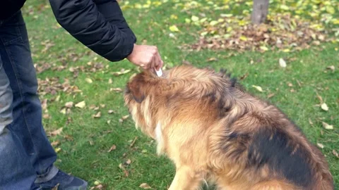 Man applying flea and tick medicine to big fluffy dog Stock Footage 316293054
