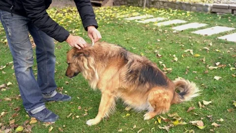 Man applying flea and tick medicine to big fluffy dog. Stock Footage 316293140