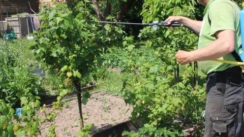 Man applying pest spray to currant leaves Stock Footage 245554449