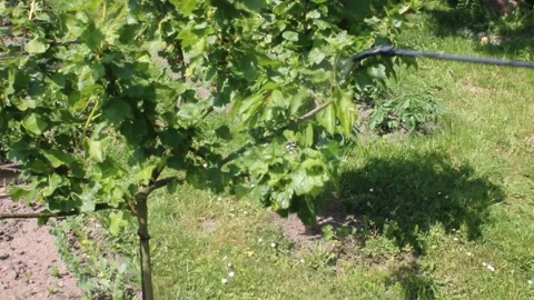 Man applying pest spray to currant leaves Stock Footage 245554456