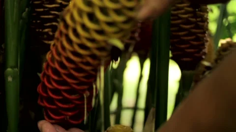Man applying water from beehive ginger flower Stock Footage 48741289