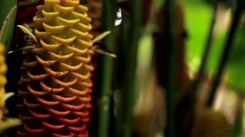 Man applying water from beehive ginger flower Stock Footage 48741746