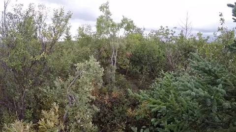 Man approaches too close to a moose and it attacks him. Stock Footage 127066718