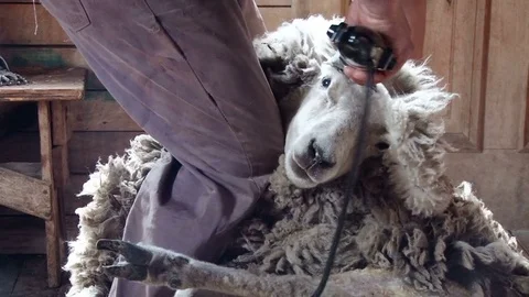 Man are shearing sheep on the farm in Chile Stock Footage