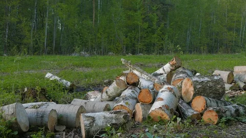 A man in an army jacket in the German army stacks sawn birch firewood. Stock Footage 123089987