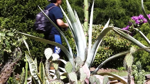 Man Around Cactus Bed Public Gardens, Halifax, Nova Scotia, Canada 動画素材 91756698