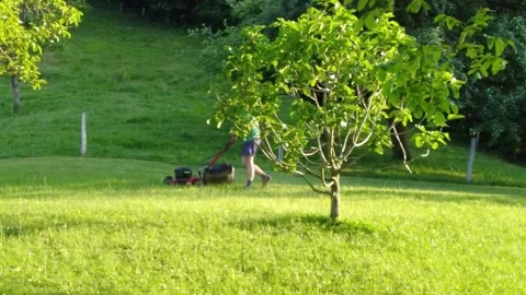 Man arranging his lawn between trees with his red hand pushed lawn mower. Stock Footage 158548280