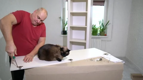 Man assembles furniture with cat observing in bright room filled with plants Stock Footage 326416003