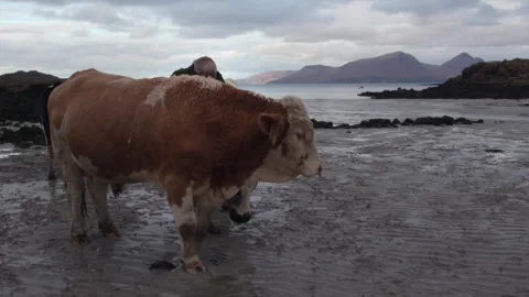 Man assists cows in the shallow water near the coast at sunset Stock Footage 325801666