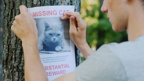 Man attaches ad for missing cat Stock Footage 128884201