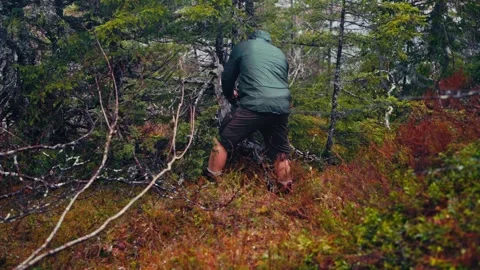 A Man is Attaching a Trail Camera to a Tree Branch on a Cold, Rainy Day in the Stock Footage 310667849