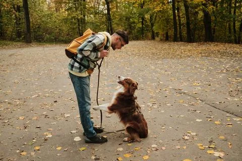 Man with Australian Shepherd dog practicing obedience commands on autumn pa.. Stock-Fotos