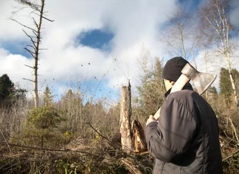 Man with an axe looks at the tumbled down wood Stock Photos