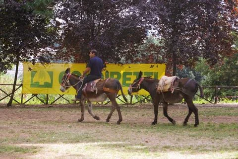 Man on the back of a donkey with another donkey in the park Foto stock
