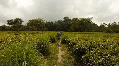 Man from back follows path between tea plantation cloudy day Assam Stock Footage 98706525