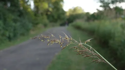 Man in back ground with leaf in focus close up 4k Stock Footage 215197135