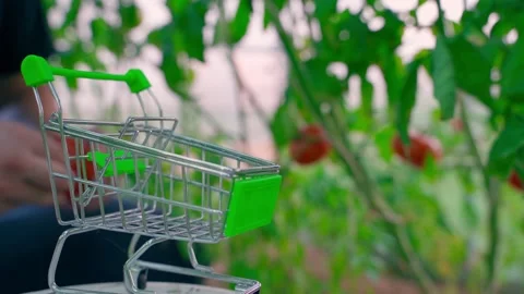 A man in the background plucks a ripe red tomato and places it in a small Stock Footage 283060142