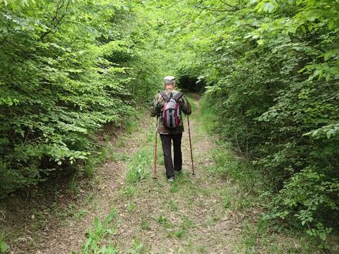 A man with a backpack and walking sticks walks through a forest Stock Photos