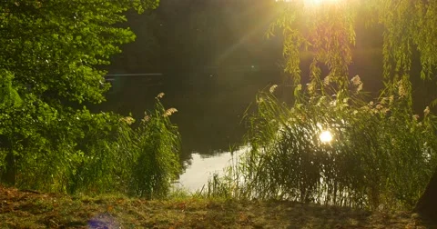 Man With Backpack Comes to Overgrown River Bank Forest Lake Man Sit Put His Video stock 55548109