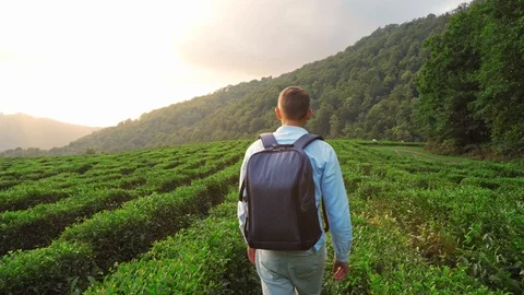 A man with a backpack is on the field with tea bushes. A young man walks on a Vidéo 115024562