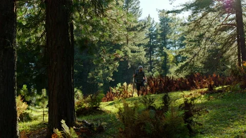 Man with a backpack on the forest of Altai Stock Footage 201424890