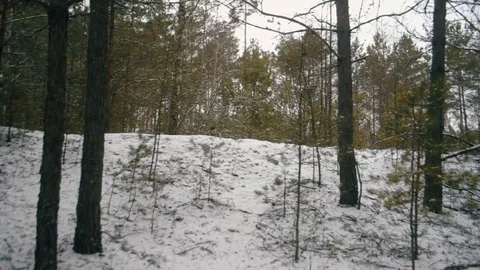 A man with a backpack goes through the winter forest, goes down into a ravine, Stock Footage 124594450