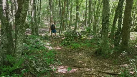 Man backpack green forest. Stock Footage 168881702