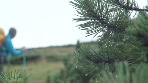 A man with a backpack on a hike walks past tree branches in the rain Stock Footage 214323843