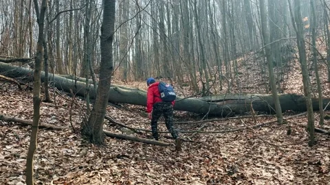 A man with a backpack hiking the mount. Early spring forest. Stock Footage 151649504