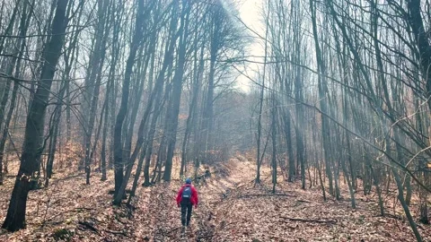 A man with a backpack hiking the mount. Early spring forest. Stock Footage 151649510