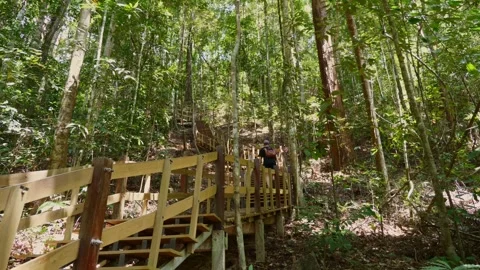 Man with backpack hiking through lush green forest on wooden stairs Видео 258664564