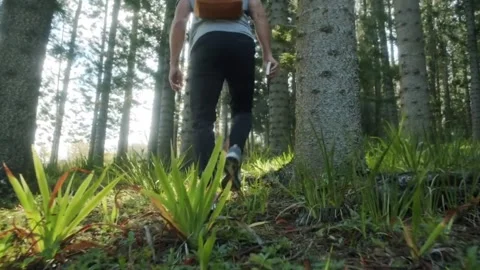 Man with Backpack Hiking Through a Sun-Dappled Pine Forest Stock Footage 295740605