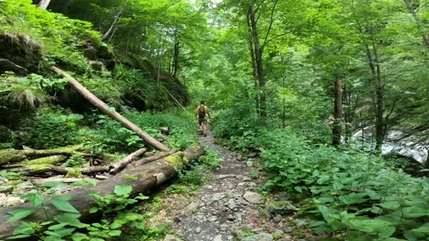 Man With Backpack Hiking Trough Green Dense Forest Stock Footage 156904817