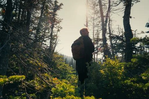 A man with a backpack in the middle of a sunny forest. Stock Photos