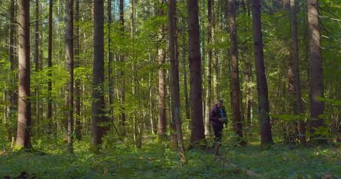 A man with a backpack moves inside a wild dense green forest Stock Photos