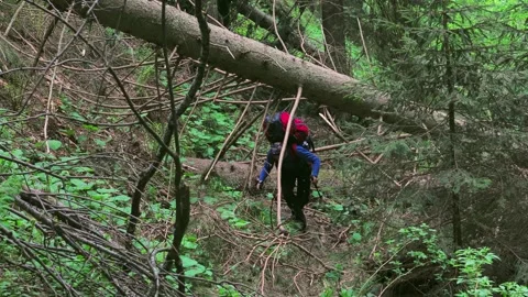 Man with a Backpack Navigating Through Fallen Trees on a Forest Trail Vidéo 287307997