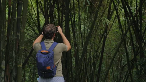 Man with backpack taking photo in dense bamboo forest, capturing Видео 282198300