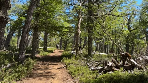 A man with a backpack trekking in the forest to Hielo Azul shelter in El Bolson. Stock Footage 285738698