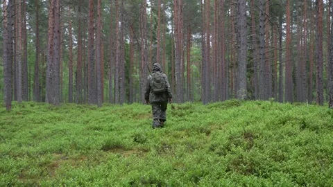 A man with a backpack is walking across the pine forest, moving away. View from Видео 278733799
