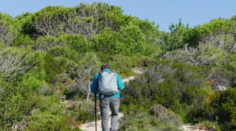A Man with Backpack Walking on Forest Trail Stock Footage 46484549