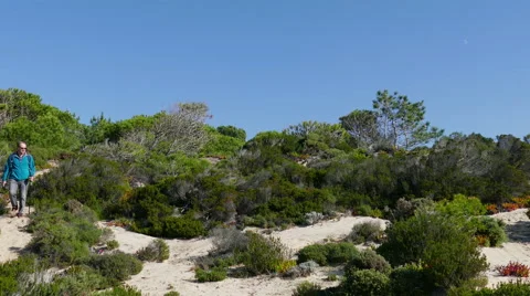 A Man with Backpack Walking on Forest Trail Stock Footage 46490035