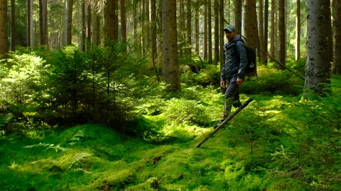 Man with backpack walking in mossy green forest Stock Footage 319136605