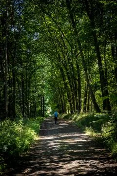 A man with a backpack, walking a shadowy forest path. Stock Photos