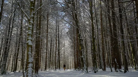 Man with backpack walks forward through sunny Bavarian forest in winter Stock Footage 121013395