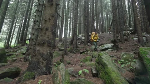 A man with a backpack walks through the forest in rainy weather. Stock Footage 214329840