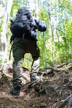 A man with a backpack walks through the forest up the mountain. Stock Photos