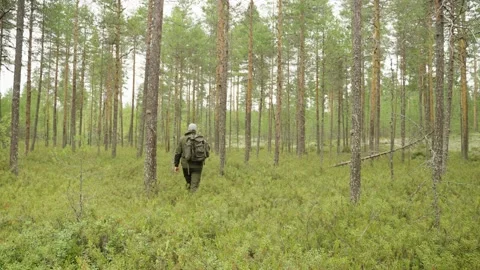 A man with a backpack walks through a pine forest. Back view. Stock-Footage 208136524