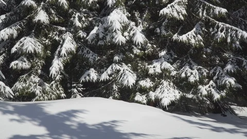 A man with a backpack walks in the winter forest Stock-Footage 126814348